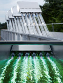 Xylem081013A